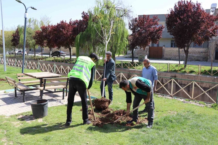 Haliliye Belediyesi Parkları Yaza Hazırlıyor