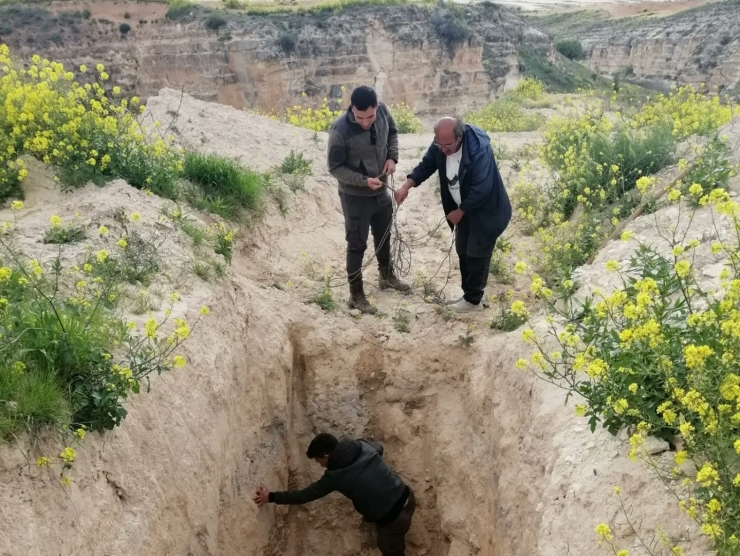 Şanlıurfa’da Çukurda Mahsur Kalan Çöl Kirpisi Kurtarıldı