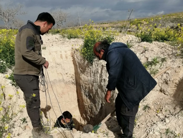 Şanlıurfa’da Çukurda Mahsur Kalan Çöl Kirpisi Kurtarıldı