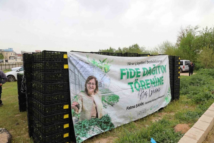 Gaziantep’te Çiftçilere 2 Milyon Adet Fide Desteği