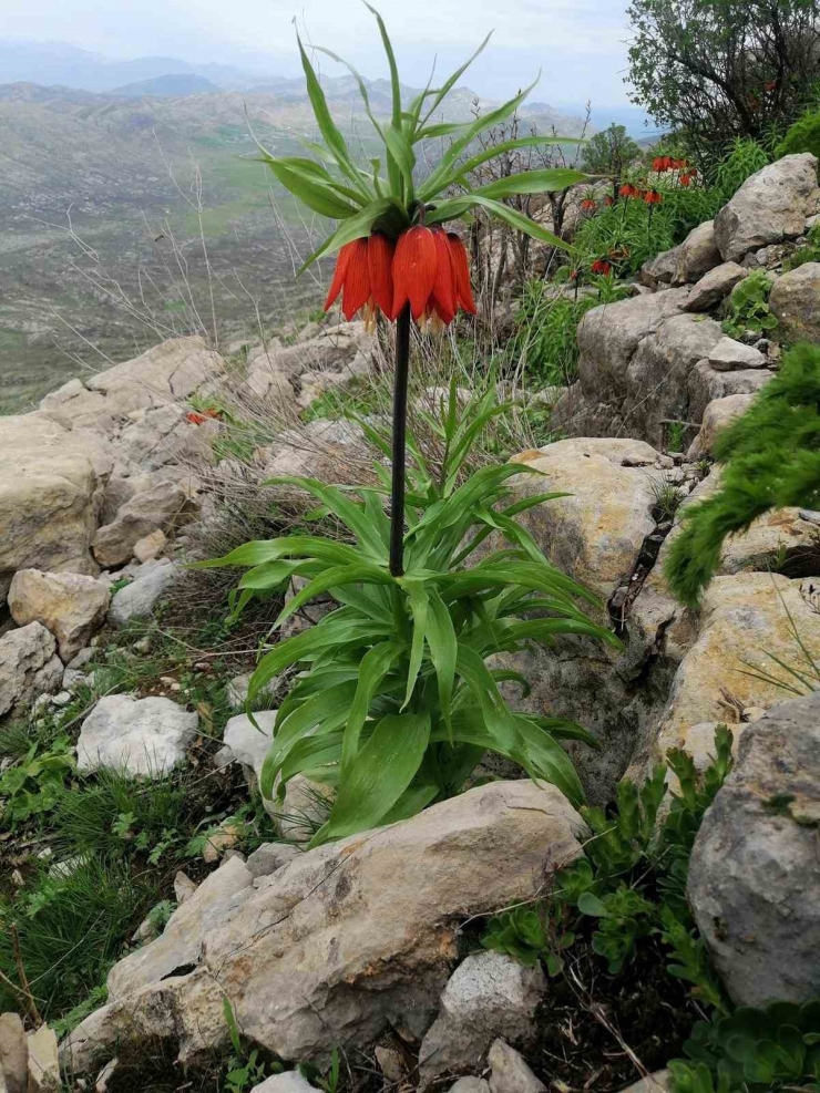 Diyarbakır’da Açan ‘ters Lale’ler Göz Kamaştırdı