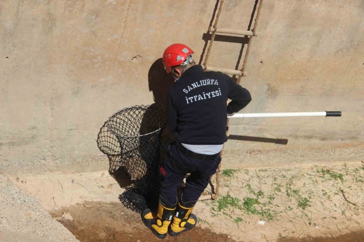 Çimle Besledikleri Kaplumbağayı Hayata Bağladılar