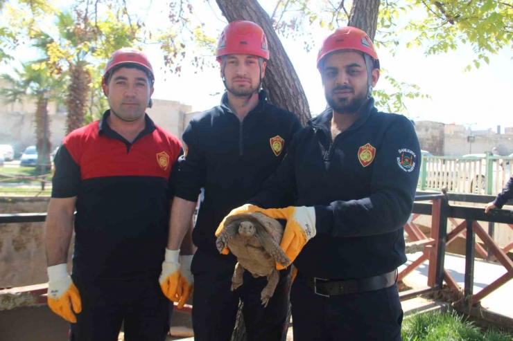 Çimle Besledikleri Kaplumbağayı Hayata Bağladılar