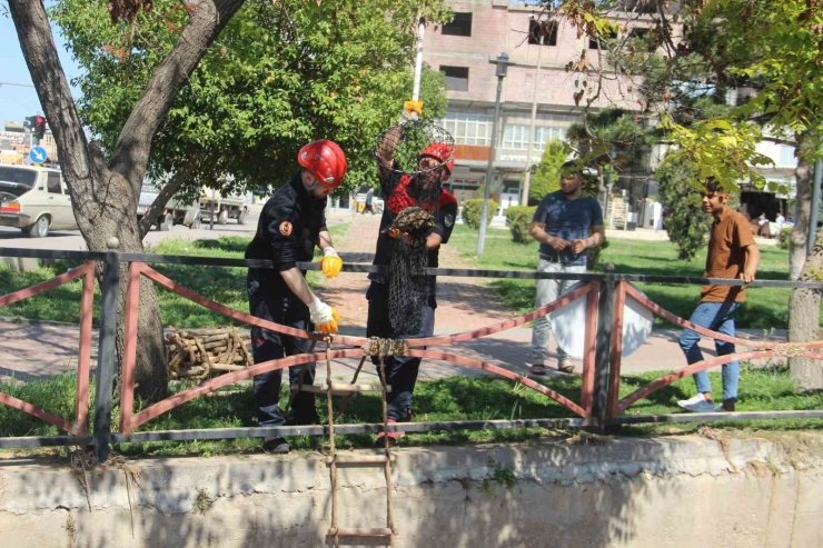 Çimle Besledikleri Kaplumbağayı Hayata Bağladılar