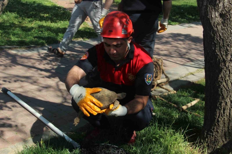 Çimle Besledikleri Kaplumbağayı Hayata Bağladılar