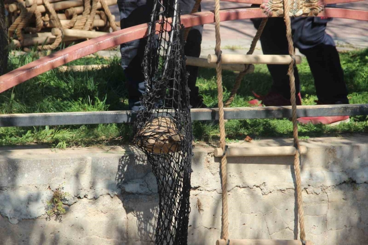 Çimle Besledikleri Kaplumbağayı Hayata Bağladılar