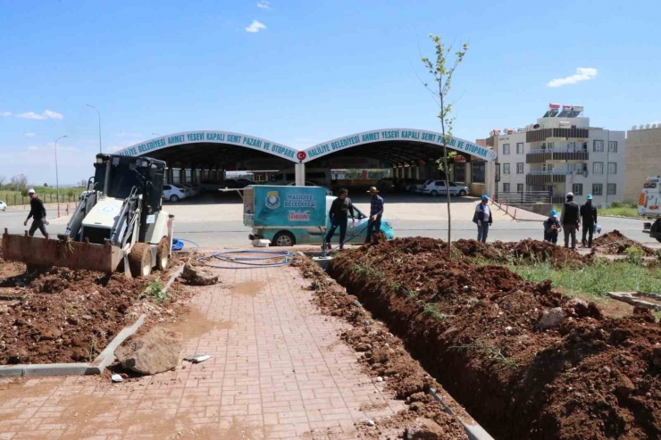 Haliliye’de Ağaçlandırma Çalışması