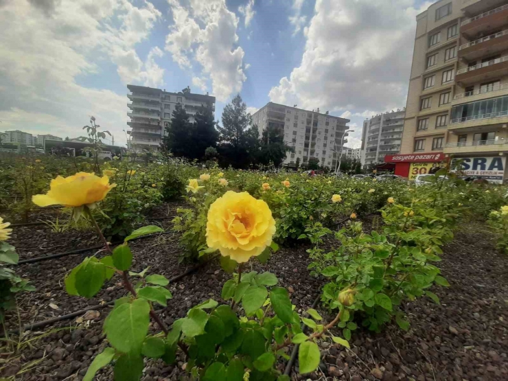 Bağlar Belediyesi’nin Gül Bahçesinde Renk Cümbüşü