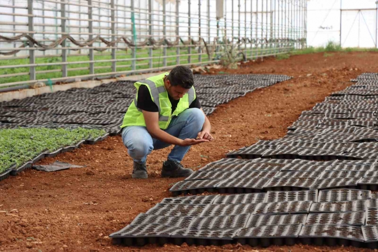 Şanlıurfa’da 200 Bin İsot Fidesi Toprakla Buluştu