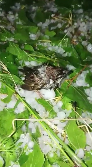 Dolu Yağışı Sonrası Yürek Yakan Görüntüler