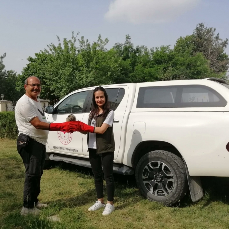 Şanlıurfa’da Yaralı Bulunan Baykuş Tedavi Altına Alındı