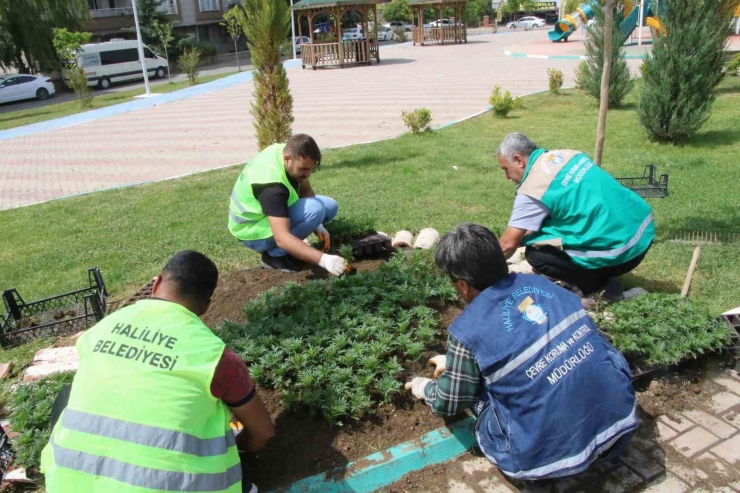 Haliliye’de Çiçekler Toprakla Buluşuyor