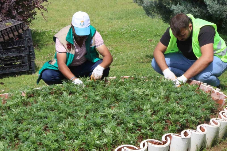 Haliliye’de Çiçekler Toprakla Buluşuyor