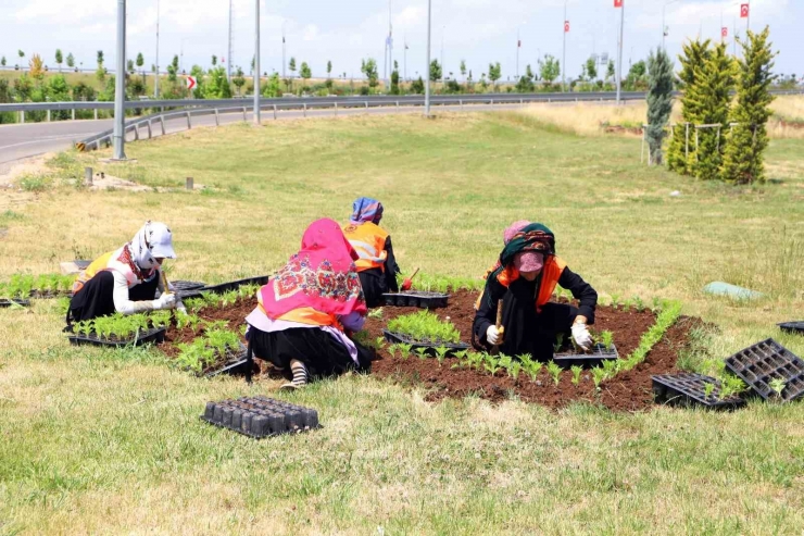 Diyarbakır 700 Bin Mevsimlik Çiçekle Süslendirildi