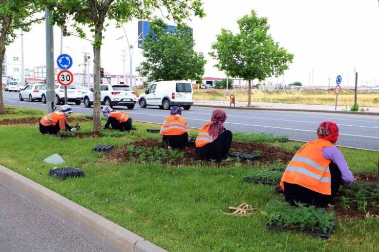 Diyarbakır 700 Bin Mevsimlik Çiçekle Süslendirildi