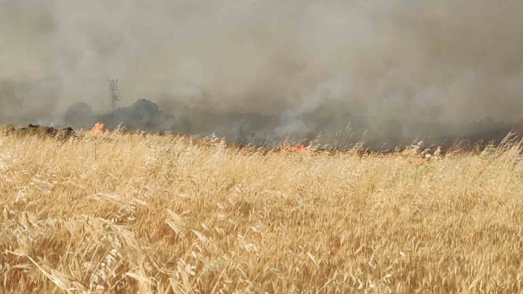 Gaziantep’te 7 Bin Dönüm Buğday Tarlası Yandı