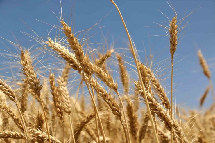 Diyarbakır Hububatında Tarihi Rekolte: Çiftçinin Yüzü Güldü