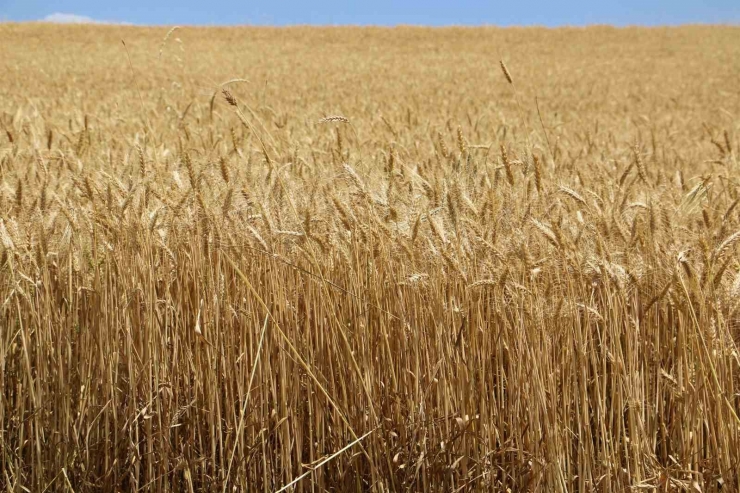 Diyarbakır Hububatında Tarihi Rekolte: Çiftçinin Yüzü Güldü