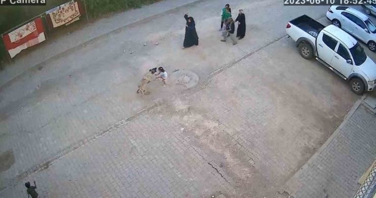 Şanlıurfa’da Sokak Köpeği Ailesiyle Yolda Yürüyen Çocuğa Saldırdı