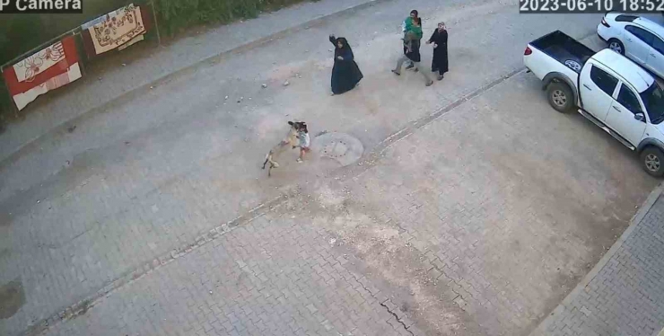 Şanlıurfa’da Sokak Köpeği Ailesiyle Yolda Yürüyen Çocuğa Saldırdı