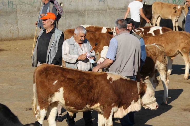 Hayvan Pazarında Hareketlilik Başladı