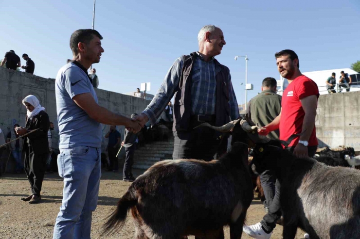 Hayvan Pazarında Hareketlilik Başladı