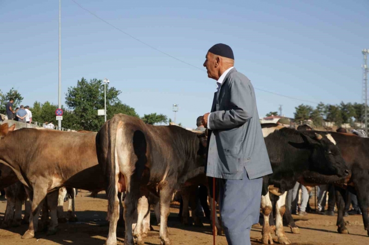 Hayvan Pazarında Hareketlilik Başladı