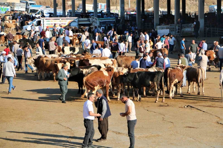 Hayvan Pazarında Hareketlilik Başladı