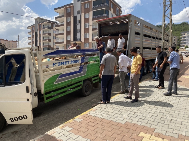 Depremde Hayvanlarını Kaybedenlere Hayvan Dağıtıldı