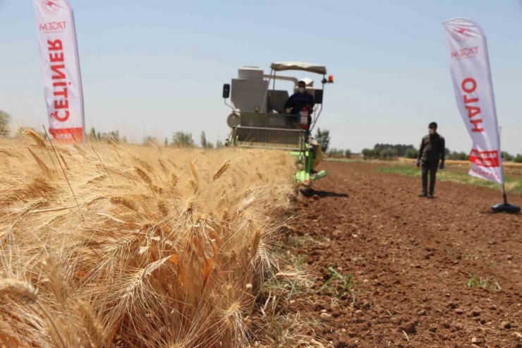 Şanlıurfa’da Türk Mühendisler Yerli Ve Milli Tohum Geliştirdi