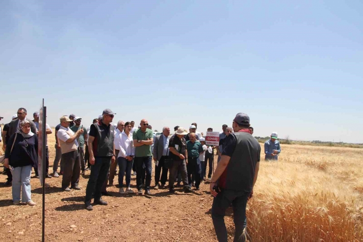 Şanlıurfa’da Türk Mühendisler Yerli Ve Milli Tohum Geliştirdi