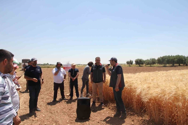 Şanlıurfa’da Türk Mühendisler Yerli Ve Milli Tohum Geliştirdi