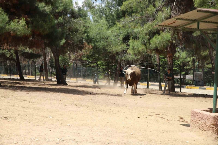 Kurban Yakalama Timi Göreve Hazır