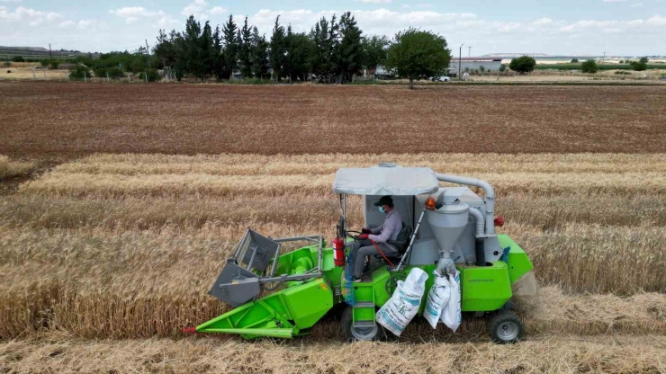 Bölge İçin En İyi Buğday Çeşidi Araştırılıyor