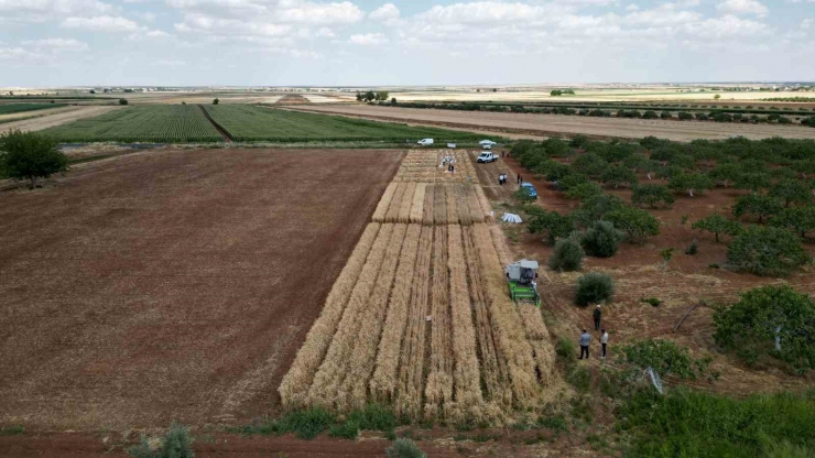 Bölge İçin En İyi Buğday Çeşidi Araştırılıyor