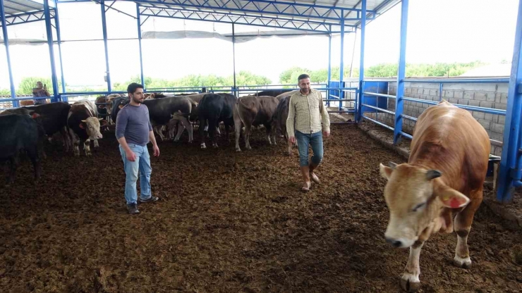 Malatya’nın 1 Tonluk ‘paşası’ Rekor Fiyata Satıldı