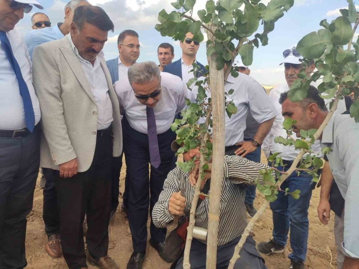 Diyarbakır’da Bu Yıl 200 Bin Fıstık Aşılanması Hedefleniyor