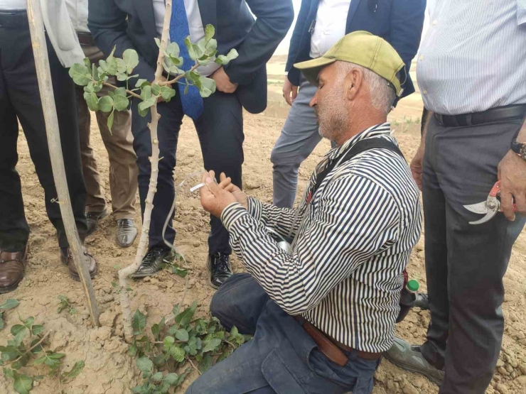 Diyarbakır’da Bu Yıl 200 Bin Fıstık Aşılanması Hedefleniyor