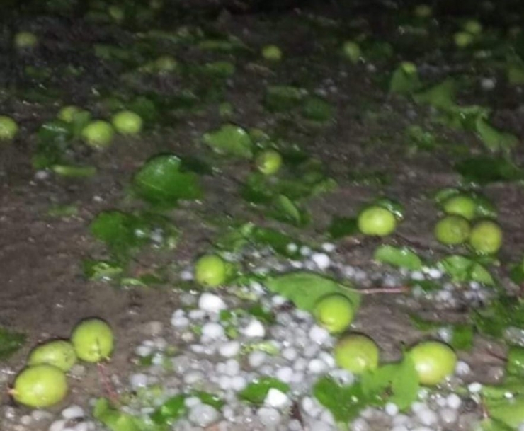 Malatya’da Dolu Yağışı Kayısı Bahçelerine Zarar Verdi