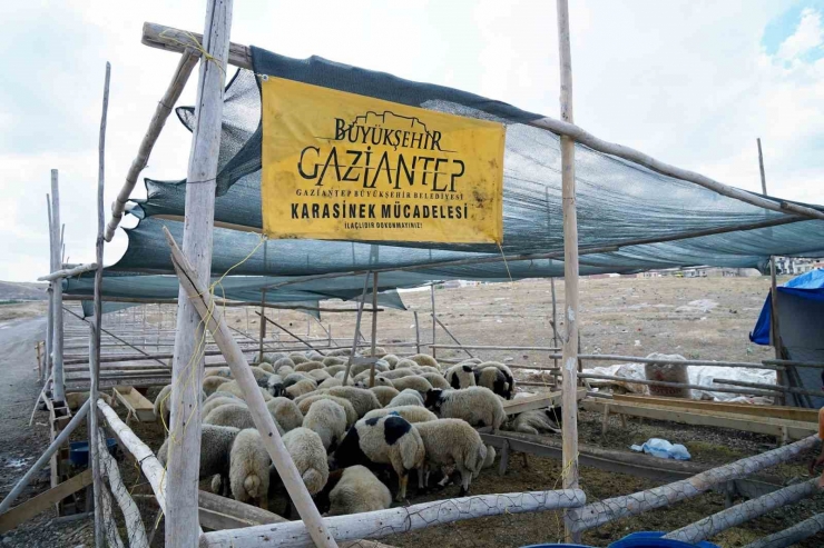 Gaziantep’te Kurban Bayramı Tedbirleri Aralıksız Devam Ediyor