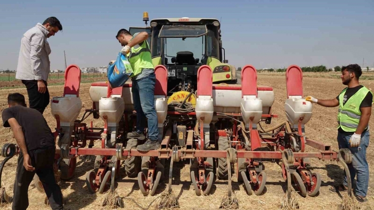 Şanlıurfa Büyükşehir Belediyesi Mısır Ekimine Başladı