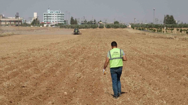 Şanlıurfa Büyükşehir Belediyesi Mısır Ekimine Başladı