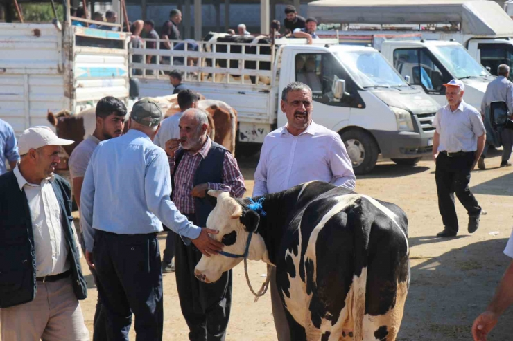 Yaylak Hayvan Pazarında Bayram Telaşı Yaşanacak