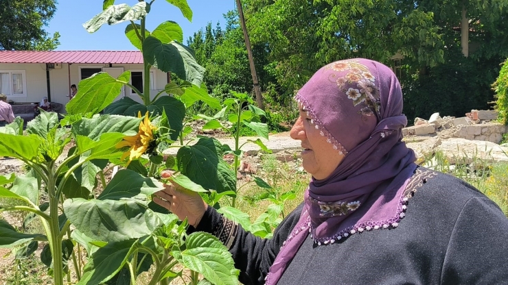 Yıkılan Evlerinin Enkazında Yeşeren ‘ayçiçekleri’ İle Nefes Almaya Çalışıyorlar