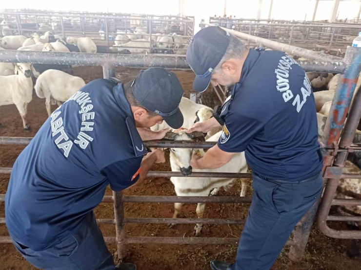 Zabıta Ekipleri Kurban Bayramı Öncesi Denetimlere Aralıksız Devam Ediyor