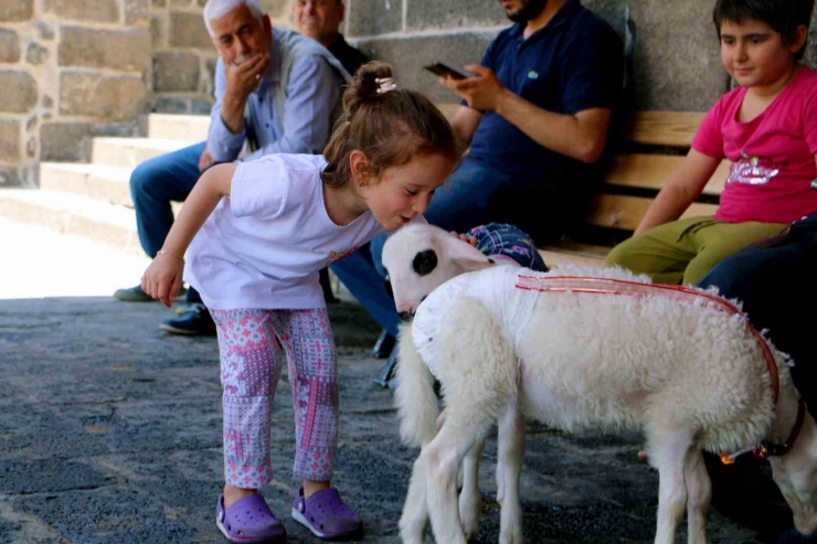 Biberonla Beslediği Kuzuları Kültür Turuna Dahil Oldu