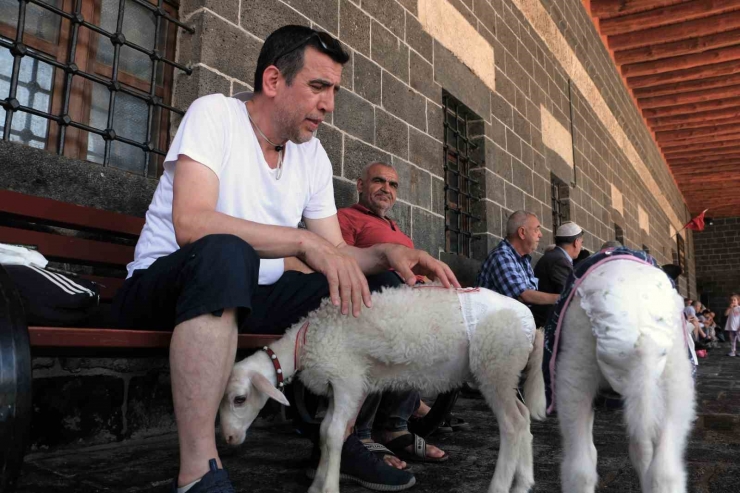 Biberonla Beslediği Kuzuları Kültür Turuna Dahil Oldu