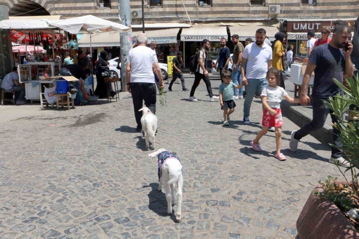 Biberonla Beslediği Kuzuları Kültür Turuna Dahil Oldu