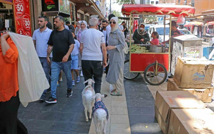 Biberonla Beslediği Kuzuları Kültür Turuna Dahil Oldu