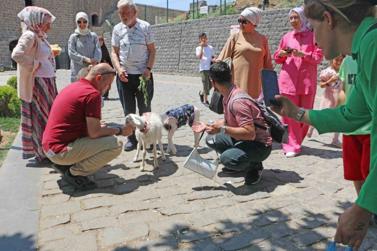 Biberonla Beslediği Kuzuları Kültür Turuna Dahil Oldu